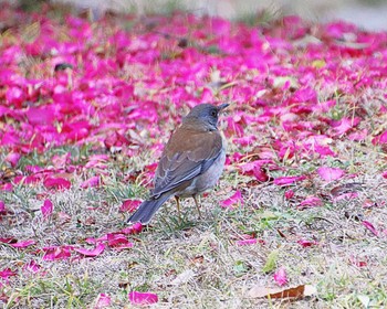 2023年1月17日(火) 大仙公園の野鳥観察記録