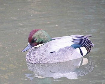 2023年1月17日(火) 向陵公園(大阪府堺市)の野鳥観察記録