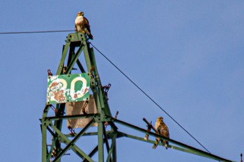 Eastern Buzzard 山口県下松市笠戸島 Tue, 1/17/2023