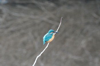 カワセミ 大堀川水辺公園 2023年1月17日(火)