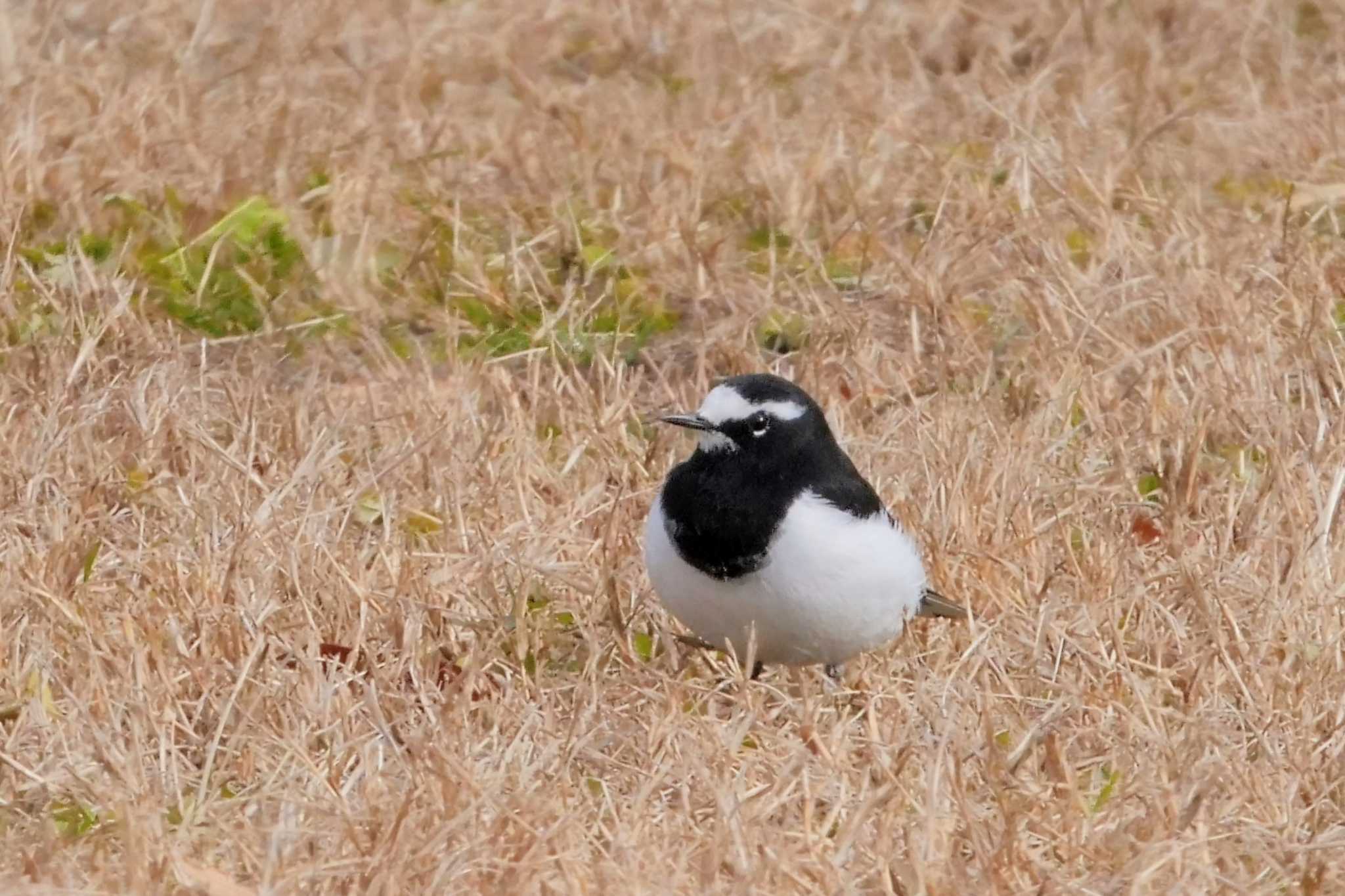 Japanese Wagtail