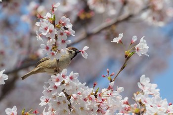 スズメ 場所が不明 2018年4月1日(日)