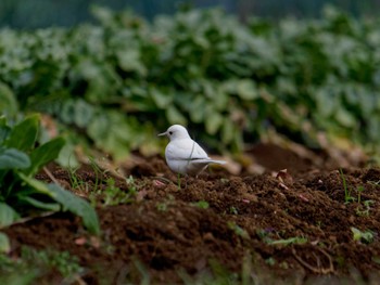 Tue, 1/17/2023 Birding report at 氷取沢市民の森