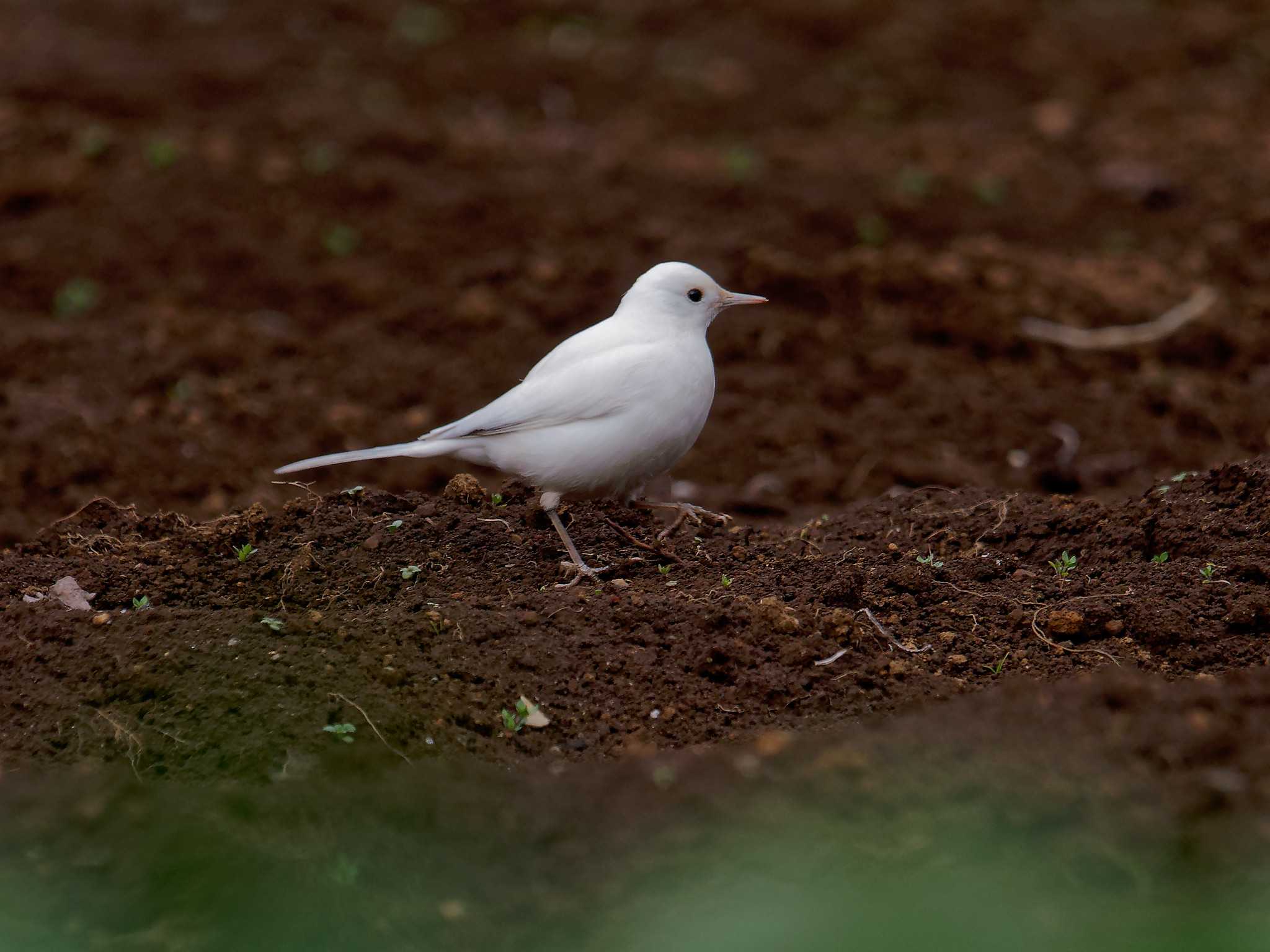 White Wagtail