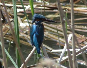 カワセミ 夫婦池公園 2018年3月31日(土)