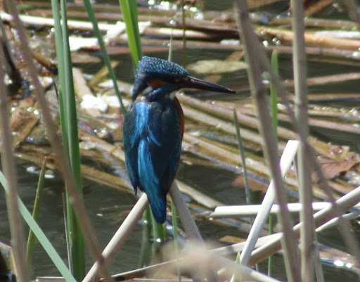 Photo of Common Kingfisher at 夫婦池公園 by HISA HISA
