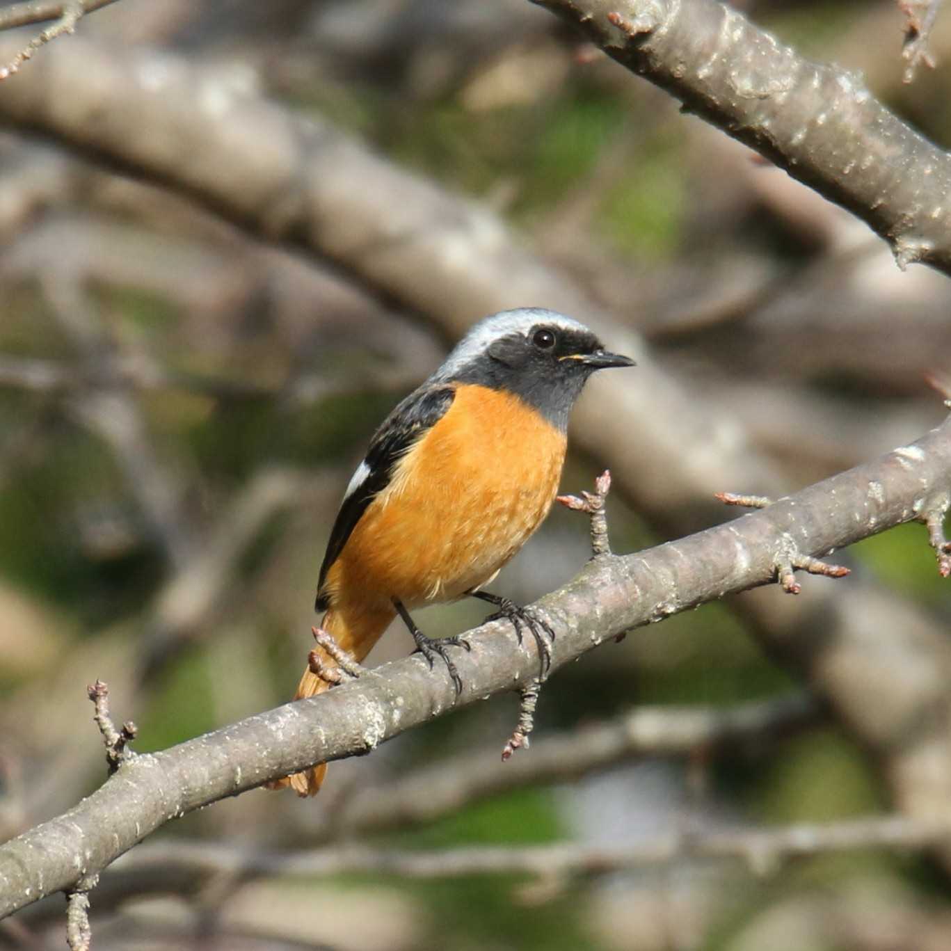 山梨県 ジョウビタキの写真 by はやぶさくん