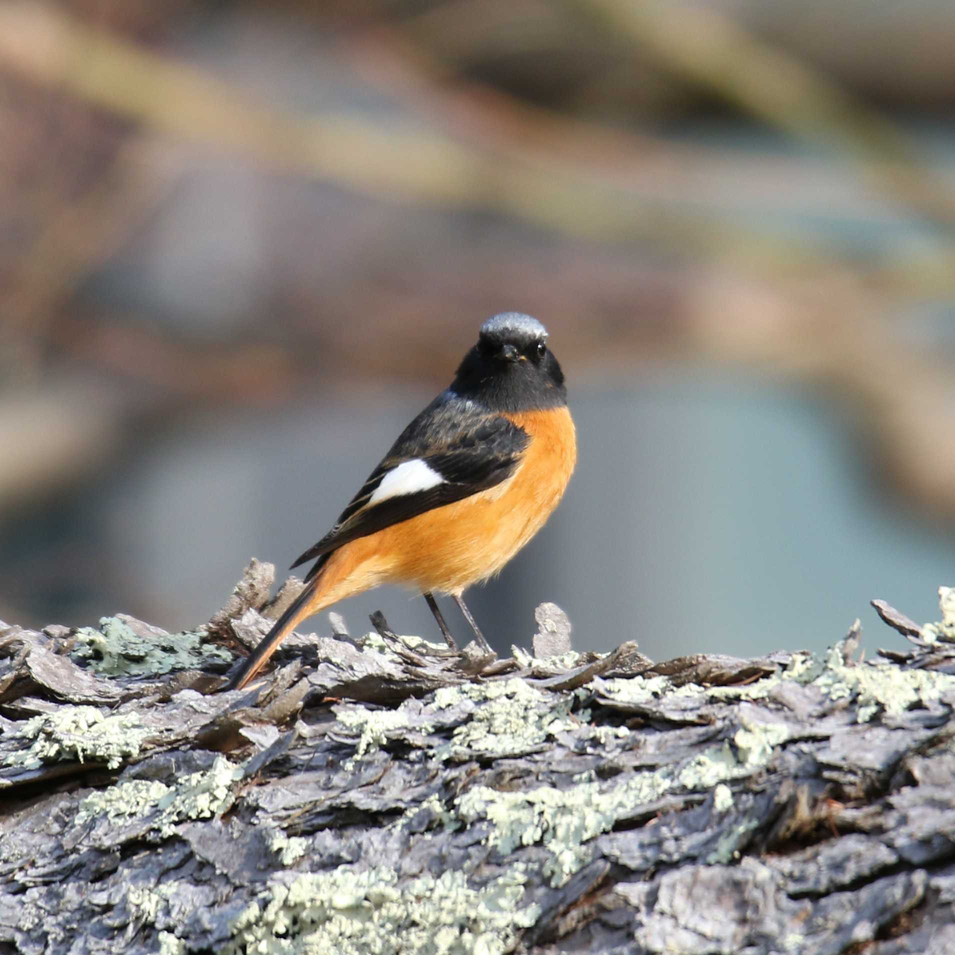 山梨県 ジョウビタキの写真 by はやぶさくん