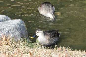 カルガモ 栗林公園 2023年1月8日(日)