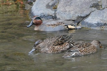 Eurasian Teal 栗林公園 Sun, 1/8/2023