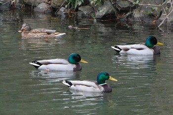 マガモ 栗林公園 2023年1月8日(日)