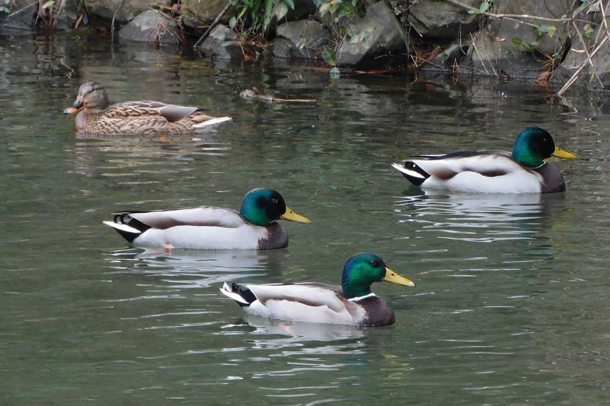 栗林公園 マガモの写真 by たっちゃんち