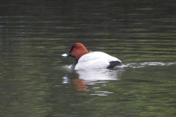 Common Pochard 栗林公園 Sun, 1/8/2023