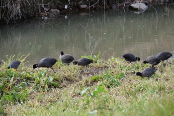 Eurasian Coot 麻機遊水地 Mon, 1/16/2023