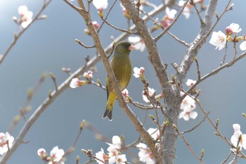 カワラヒワ 滋賀県希望が丘文化公園 2018年4月1日(日)