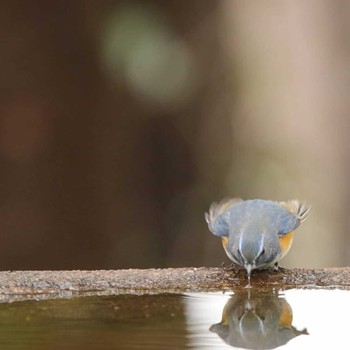 Red-flanked Bluetail 権現山(弘法山公園) Tue, 2/5/2019