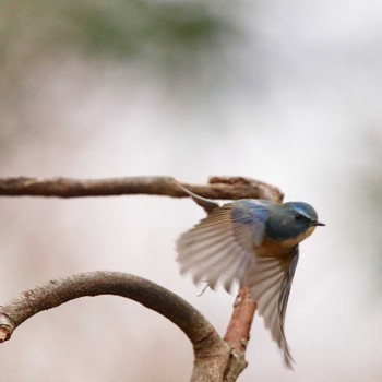 Red-flanked Bluetail 権現山(弘法山公園) Tue, 2/5/2019