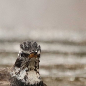 Dusky Thrush 権現山(弘法山公園) Tue, 2/5/2019