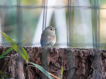 Red-flanked Bluetail 秋葉の森総合公園 Tue, 1/17/2023