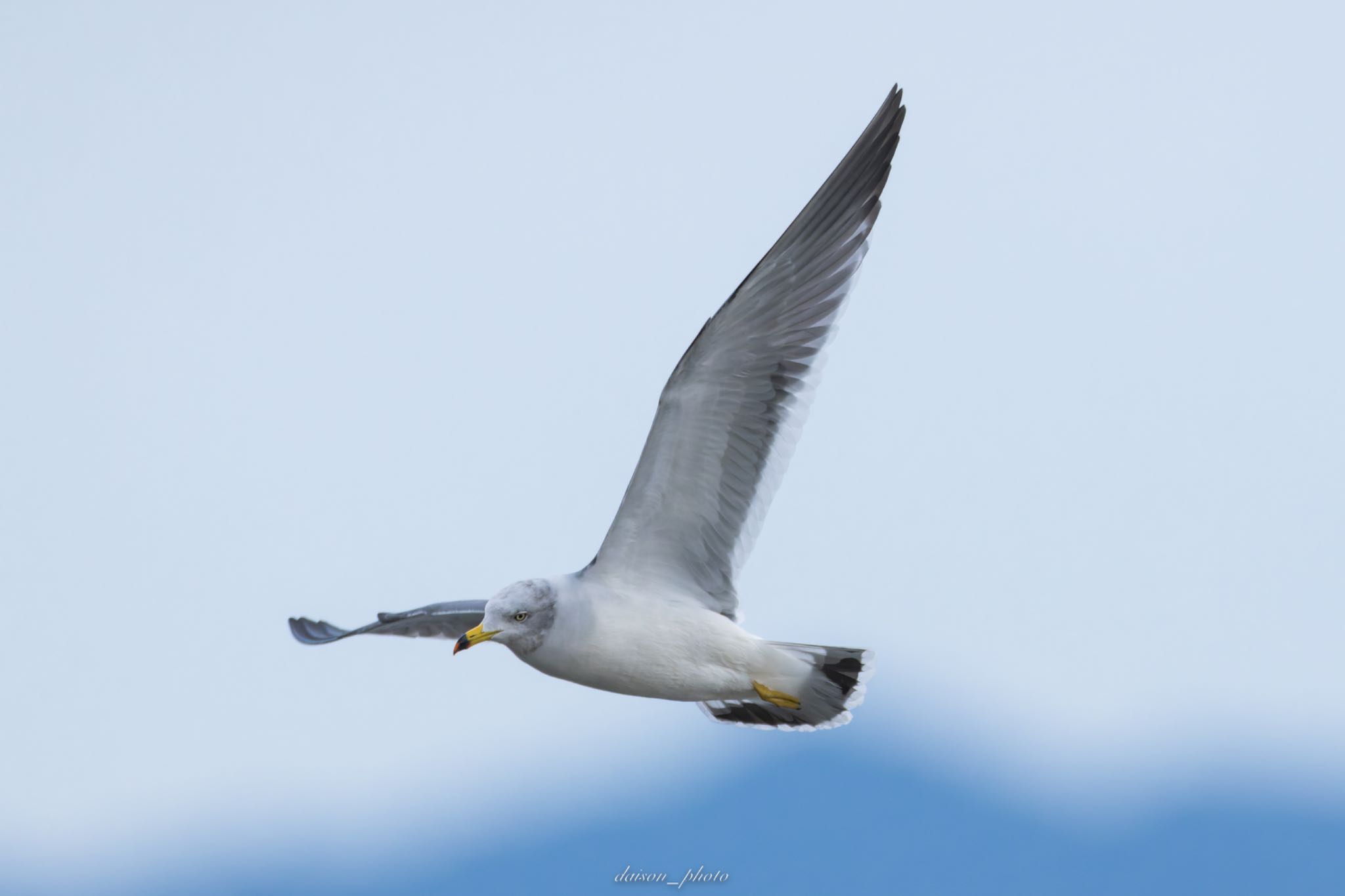 Photo of Black-tailed Gull at 阿蘇海(京都府) by Daison