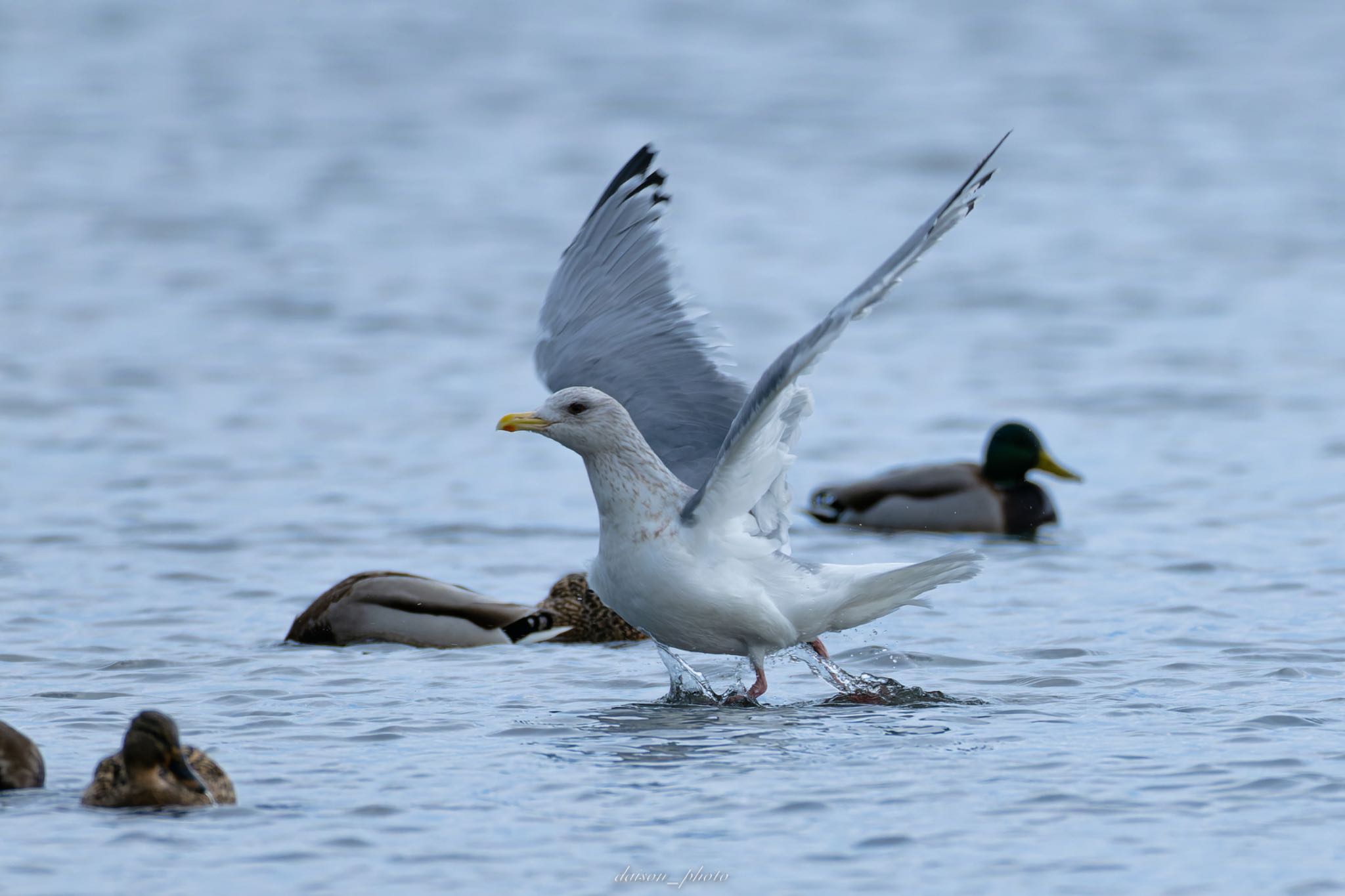 Vega Gull