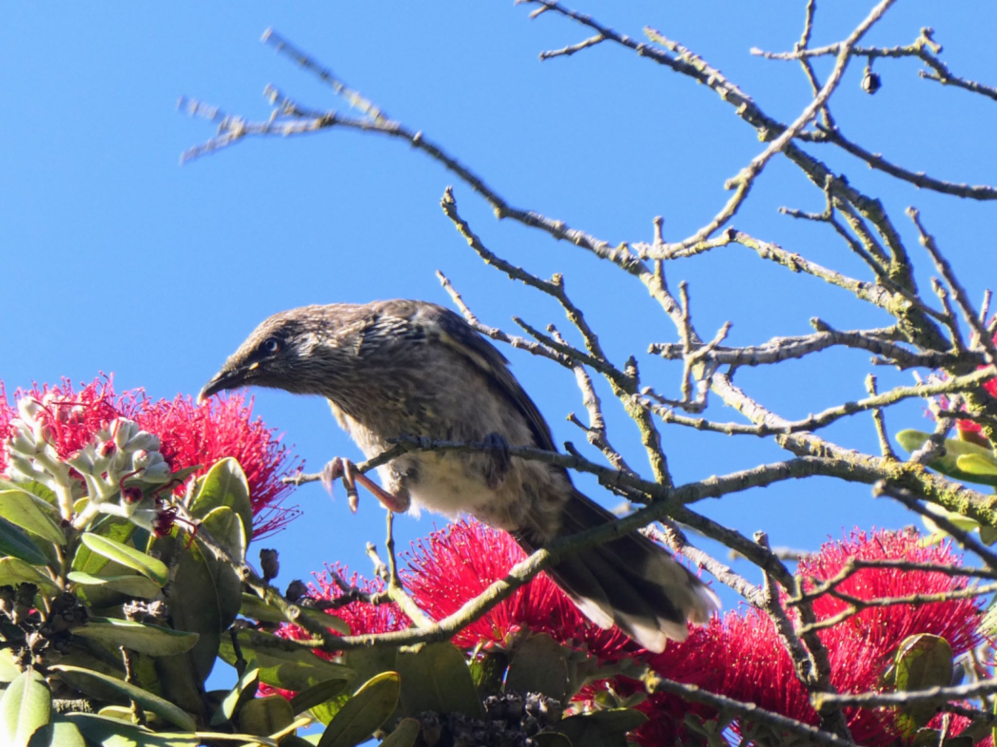 Royal Tasmanian Botanic Gardens(Hobart) ハイガシラミツスイの写真 by Maki