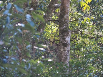 2023年1月3日(火) 高千穂峡の野鳥観察記録