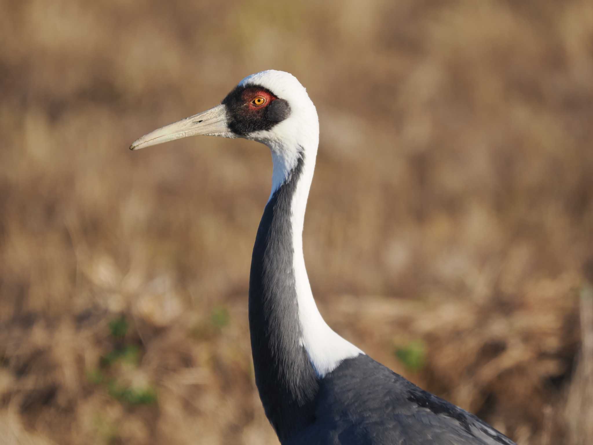 Photo of White-naped Crane at Izumi Crane Observation Center by okamooo