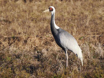 White-naped Crane Izumi Crane Observation Center Wed, 1/4/2023