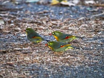 Red-billed Leiothrix 高川ダム Wed, 1/4/2023