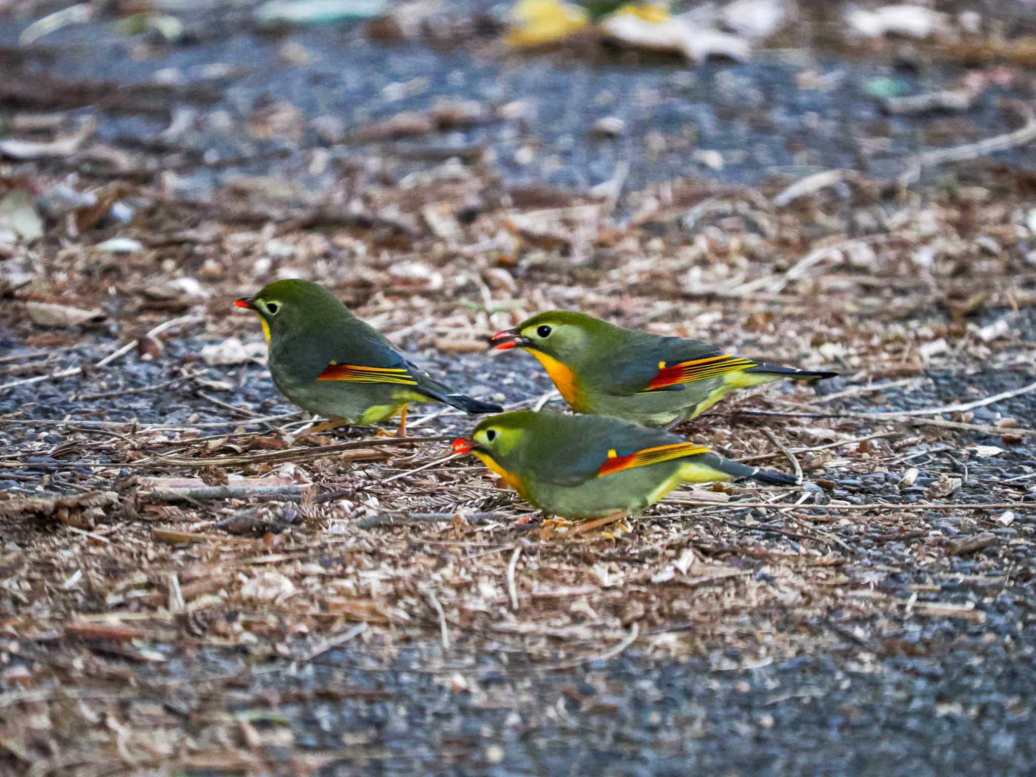 Photo of Red-billed Leiothrix at 高川ダム by okamooo