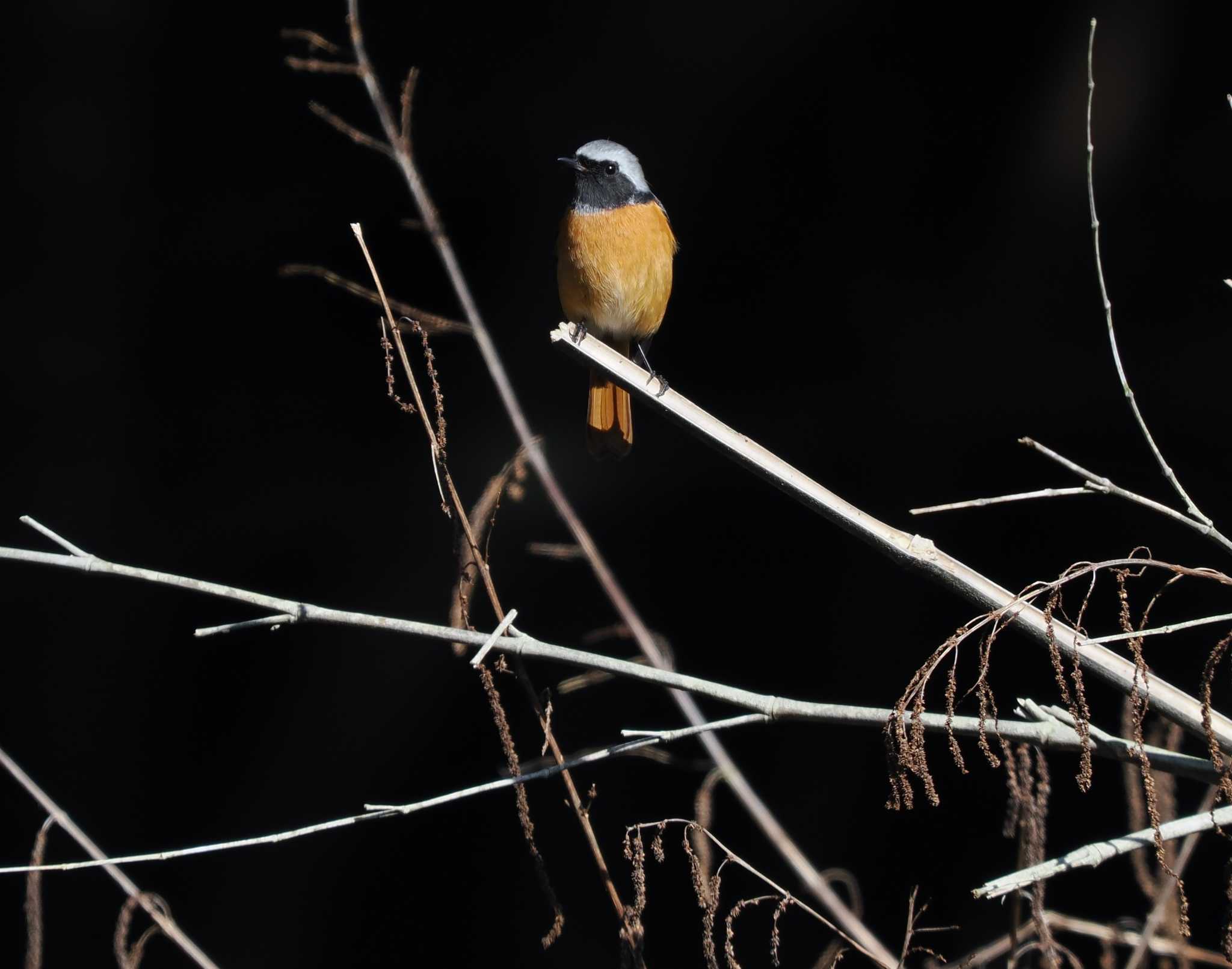 Daurian Redstart