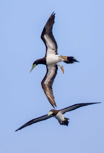 Thu, 1/5/2023 Birding report at 七ツ島