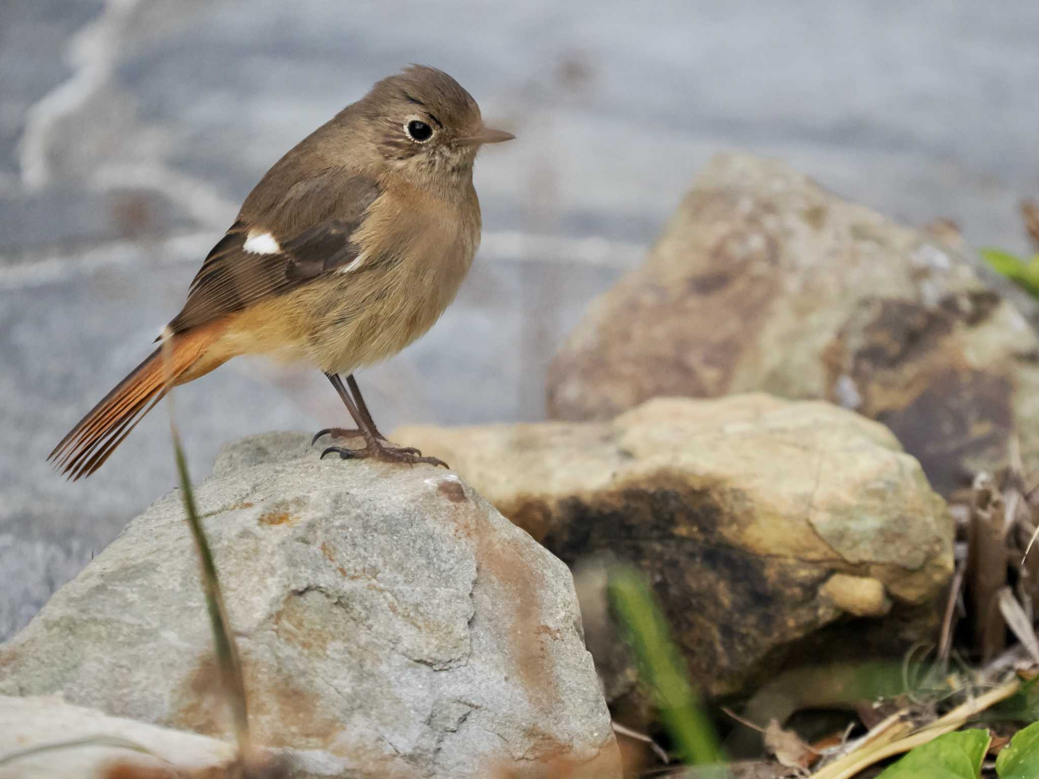 佐多岬 ジョウビタキの写真 by okamooo