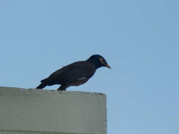 Common Myna プーケット県 Fri, 6/11/2010