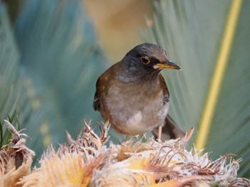 Sat, 1/7/2023 Birding report at 佐多岬