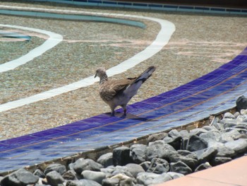 カノコバト プーケット県 2010年6月12日(土)