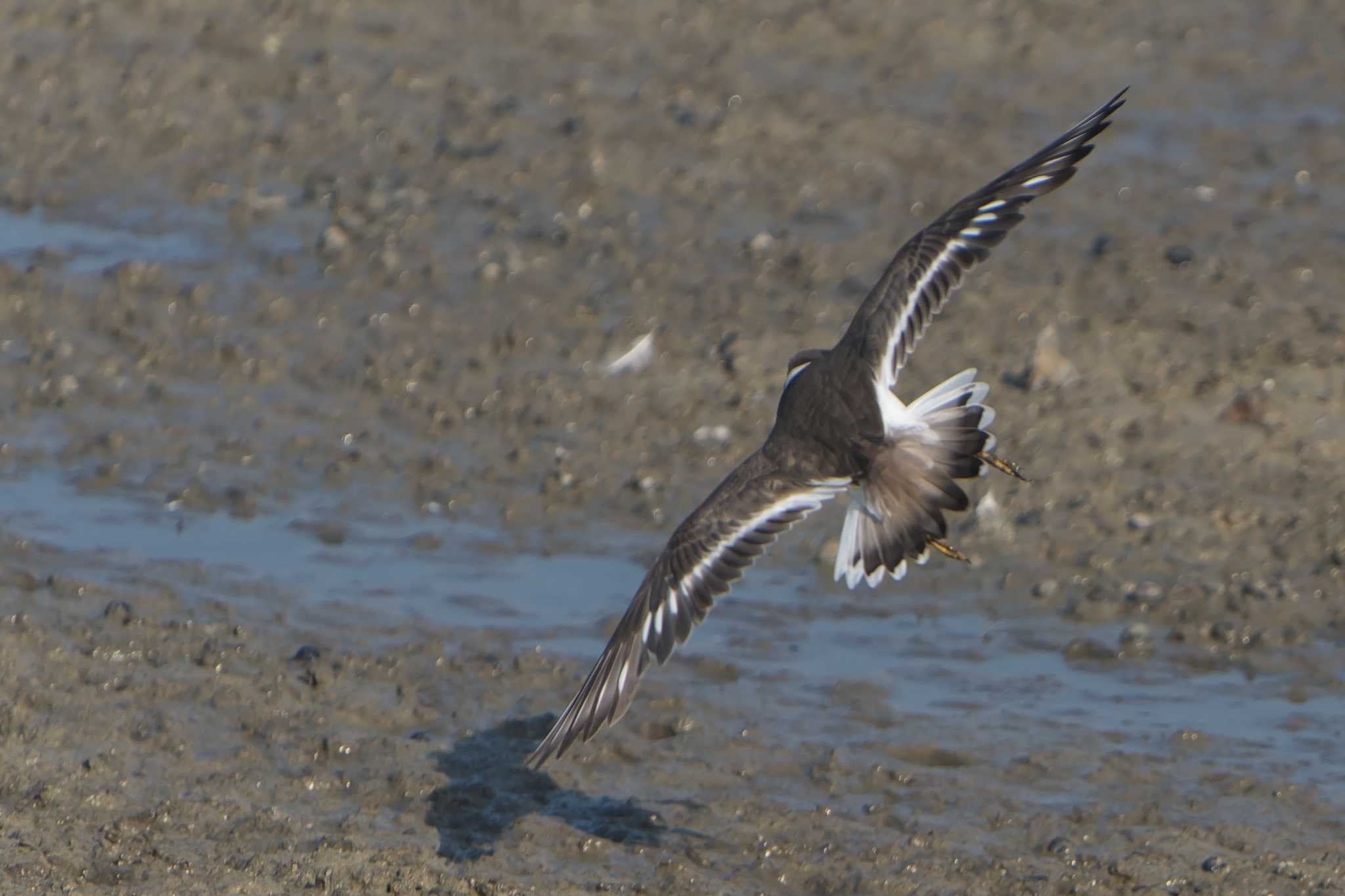 Common Ringed Plover