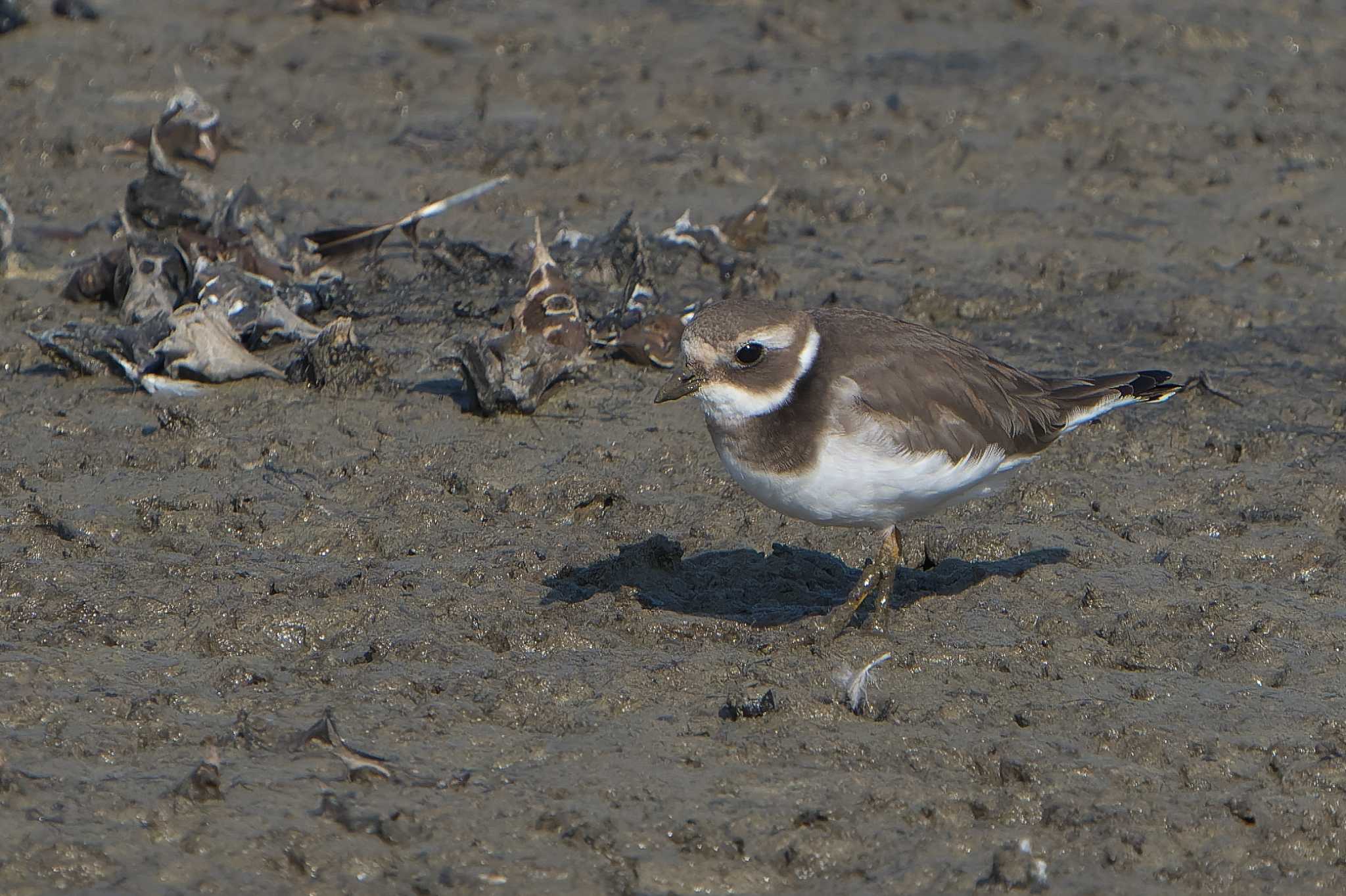 Photo of Common Ringed Plover at 明石市 by 禽好き