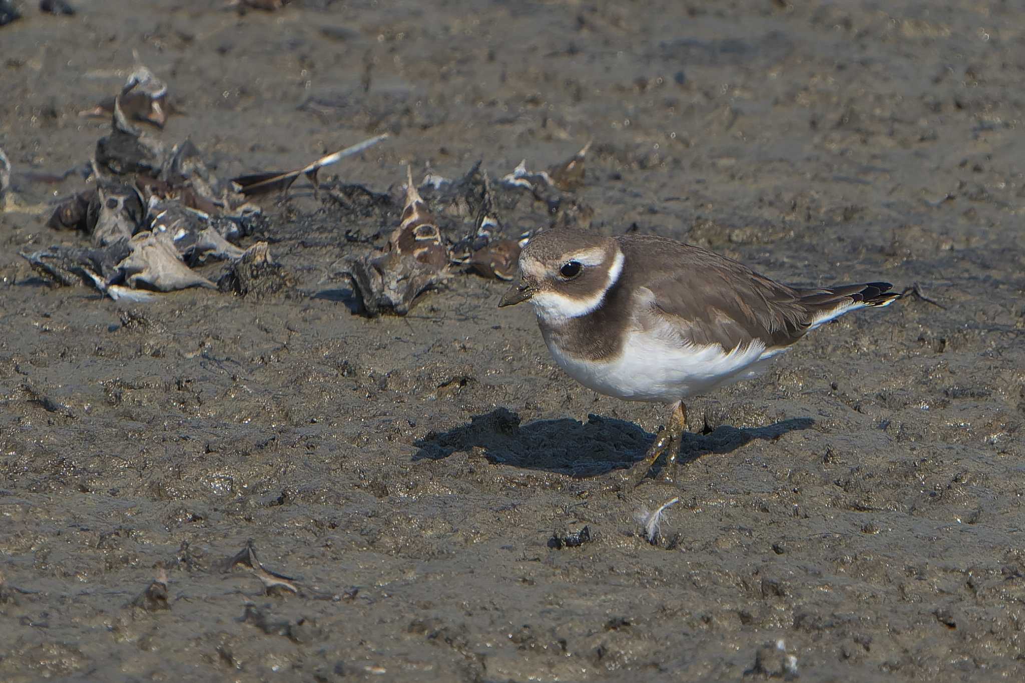 Common Ringed Plover