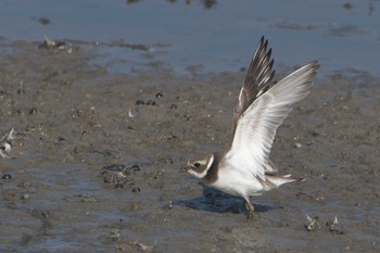 Sun, 1/8/2023 Birding report at 明石市