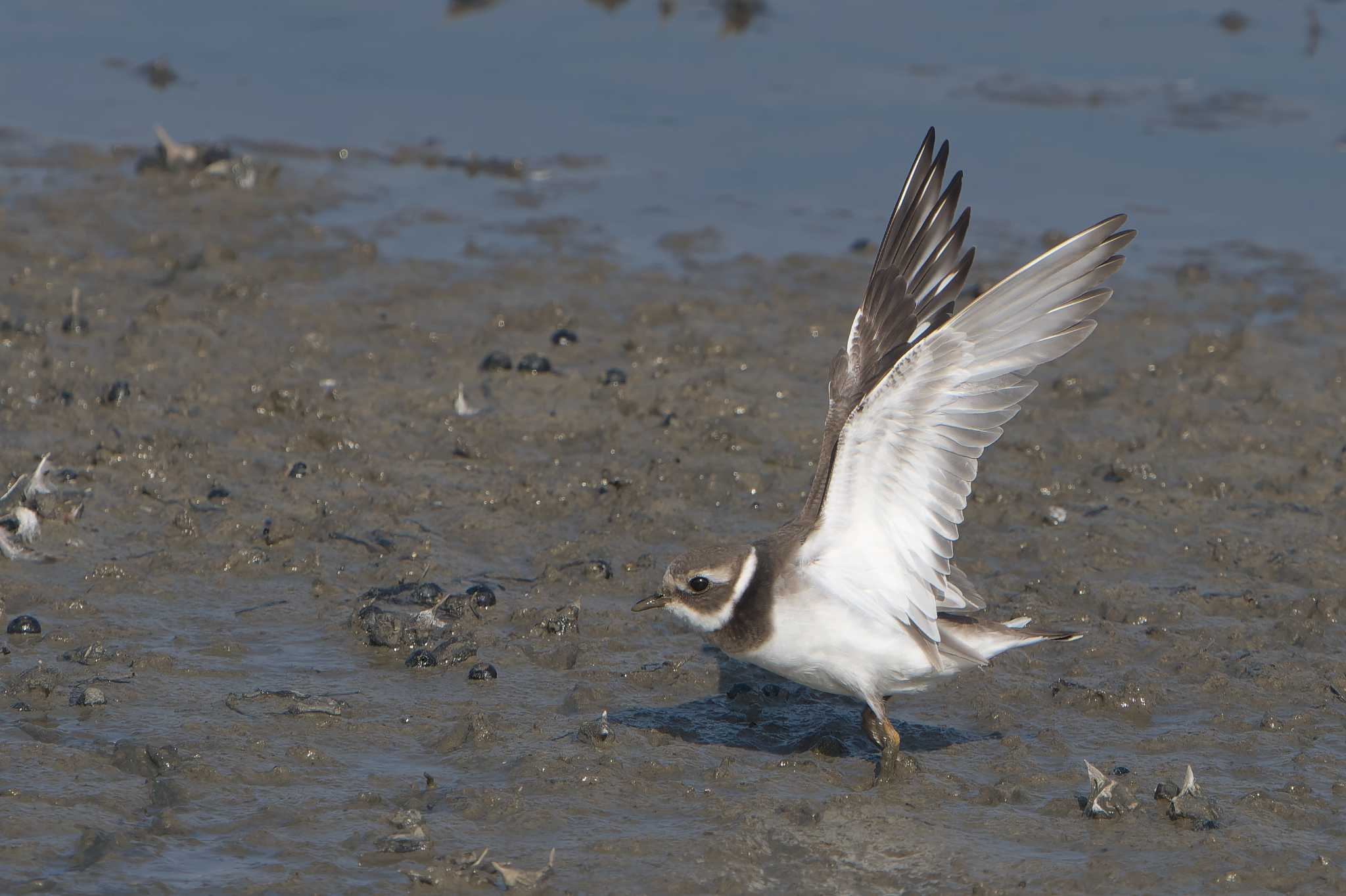 Common Ringed Plover