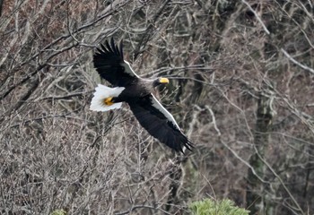 2023年1月8日(日) 湖北野鳥センターの野鳥観察記録