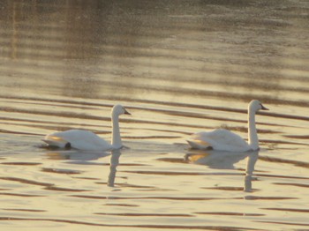 Tundra Swan(columbianus) 多摩川 Tue, 1/17/2023