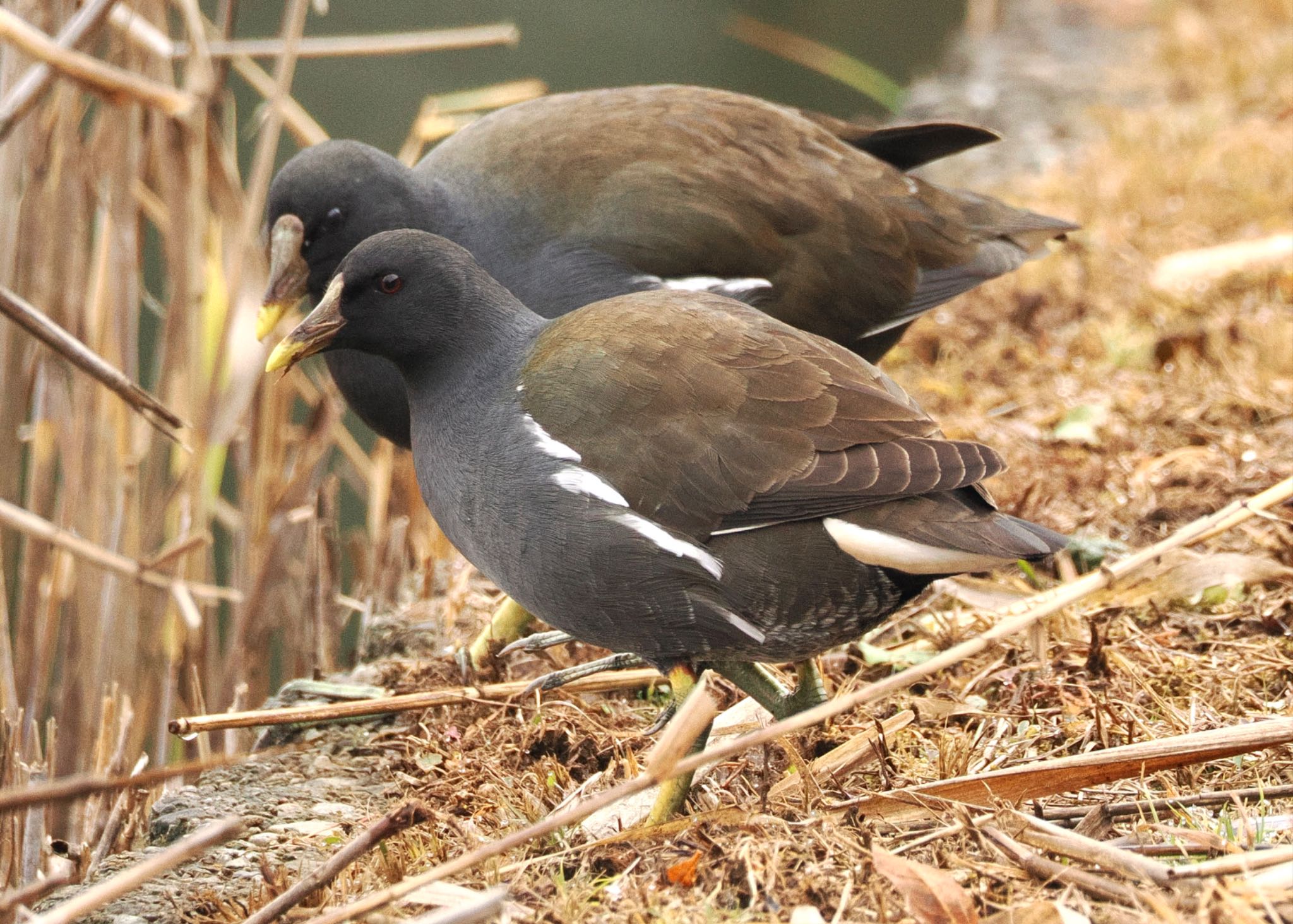 Photo of Common Moorhen at 砂沼広域公園 by スキーヤー