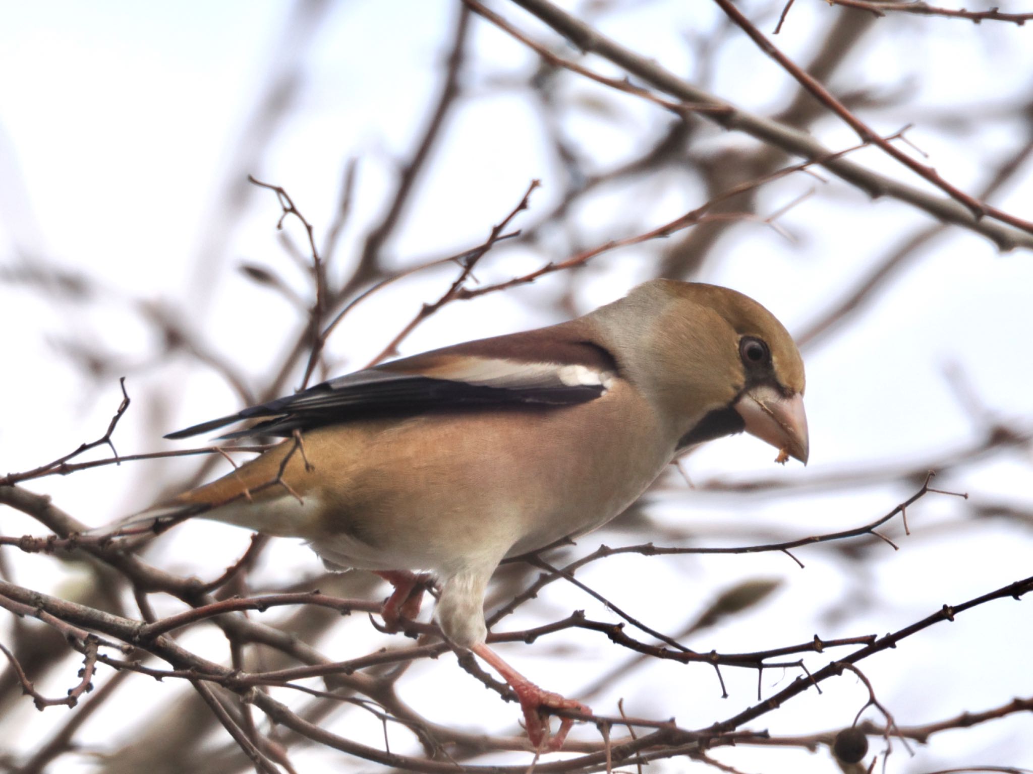 Photo of Hawfinch at 砂沼広域公園 by スキーヤー
