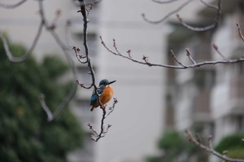 2023年1月17日(火) 市川北方の野鳥観察記録