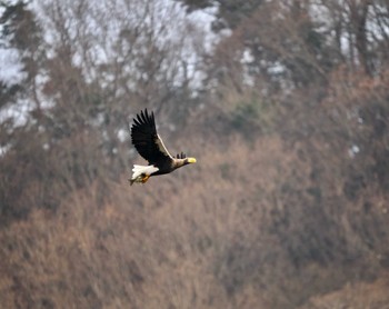 2023年1月9日(月) 湖北野鳥センターの野鳥観察記録