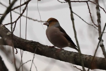 2023年1月15日(日) 渡良瀬遊水地の野鳥観察記録