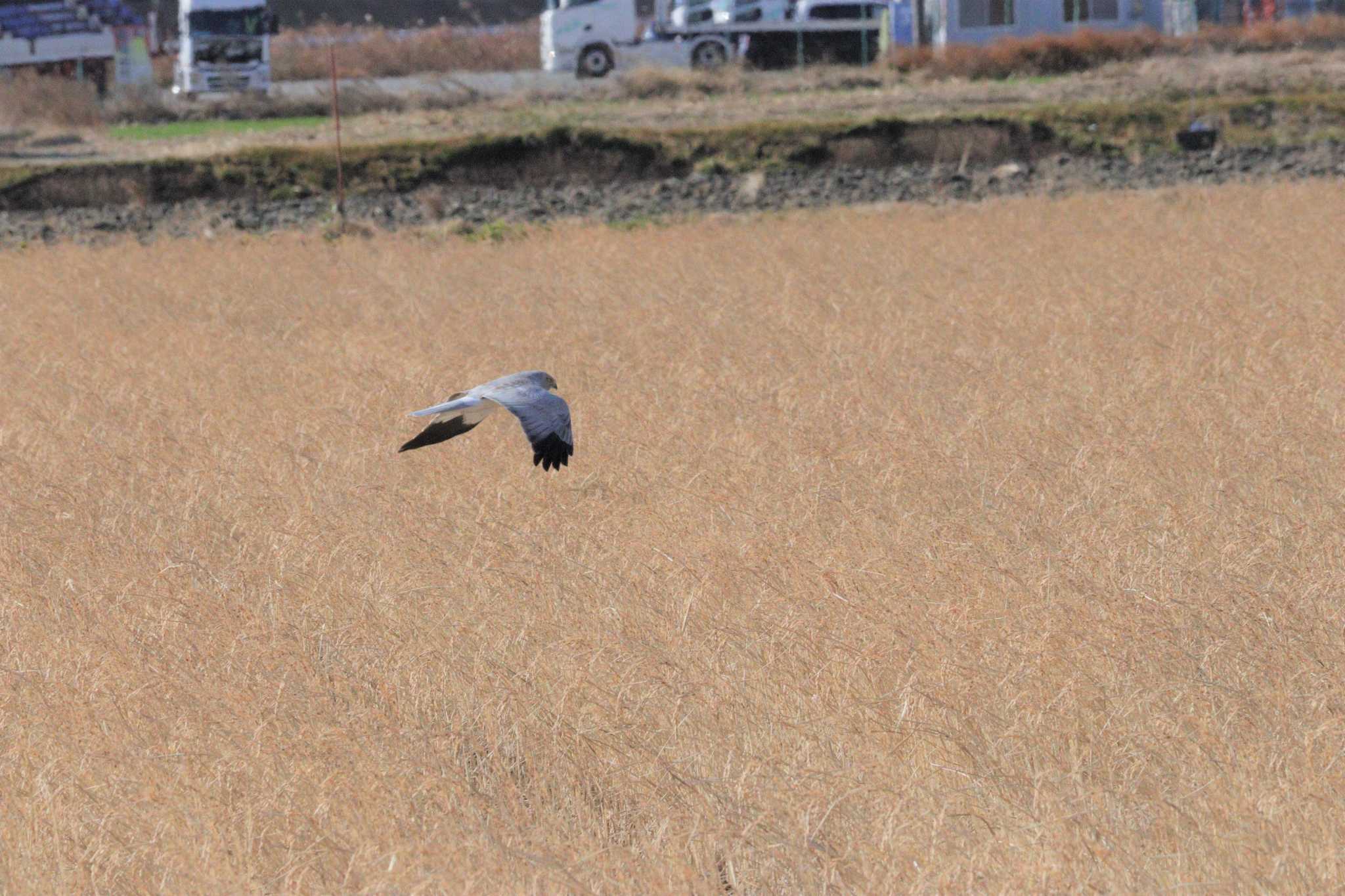 2023年1月17日(火) 鍋田干拓地の野鳥観察記録 by ぴーたま・まる | ZooPicker